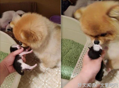 我的猫咪，不再甘心做那个小男孩了
