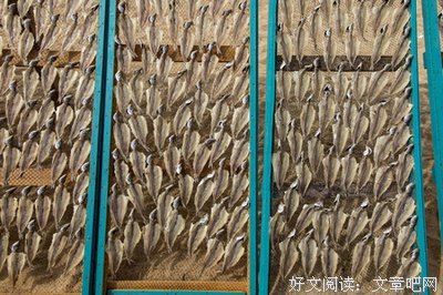 海狼读后感100字