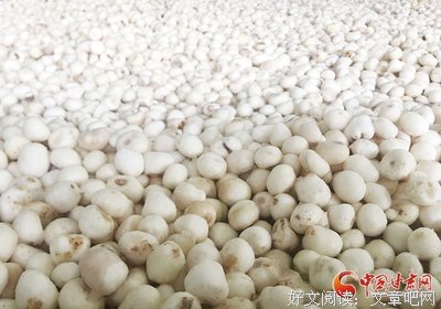 半夏经典的句子