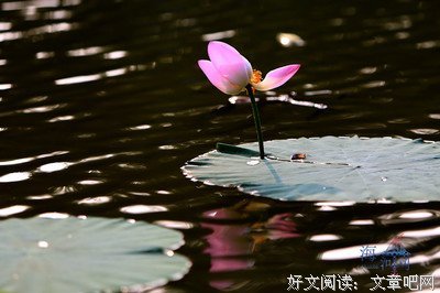 姹紫嫣红的名言_关于姹紫嫣红的名言