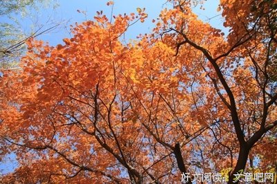 风染句子