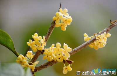 物主一天们那西年花开好词好句