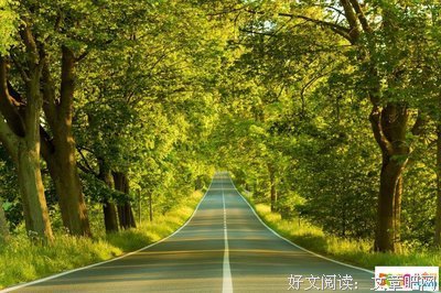 枝繁叶茂格言警句