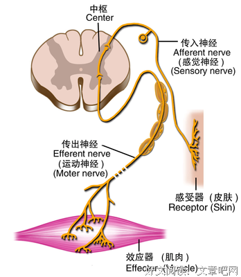 条件反射的语句摘抄_关于条件反射的语句