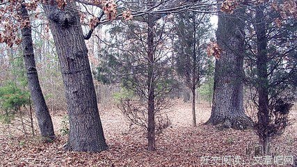 关于狂骄的句子