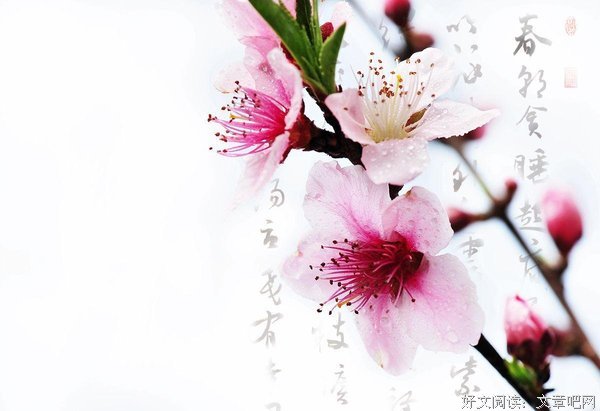 《绯红》观后感摘抄