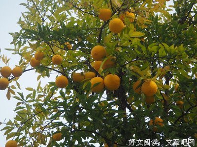 心语笔录