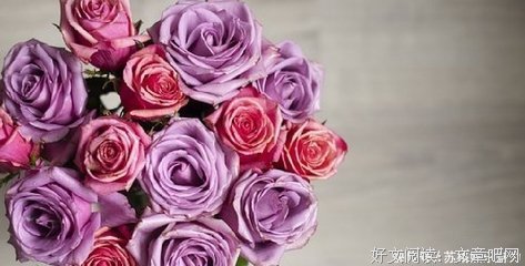 灵冰经典的句子