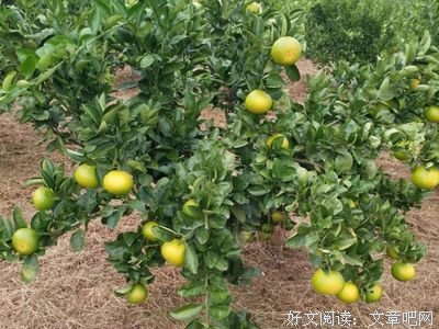 《桔柚》的句子