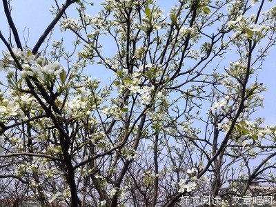 满园春色关不住，一树梨花一承乾