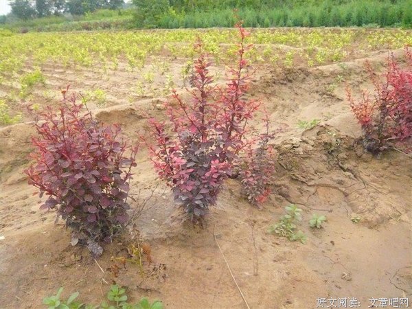 喜讯！花镇情感APP软件被认定为广东省高新技术产品