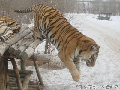 冰雪纪行读后感锦集