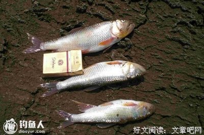 《马口鱼的诱惑》读后感精选