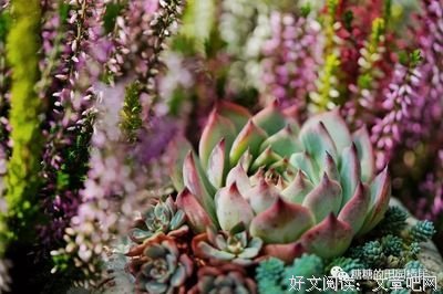关于执念~的优美句子