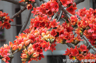 关于繁花的优美句子