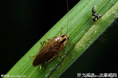 关于狭路相逢的座右铭
