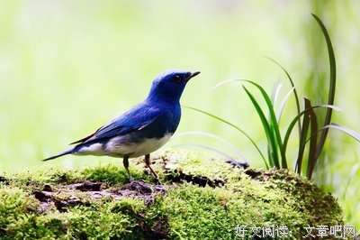 最新的诗人琉璃姬(瓶盖猫)的名句