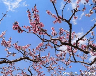 叛逆的鲁鲁修优美的句子