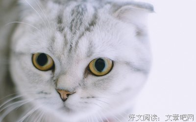 《萌宠特工队》经典观后感1000字