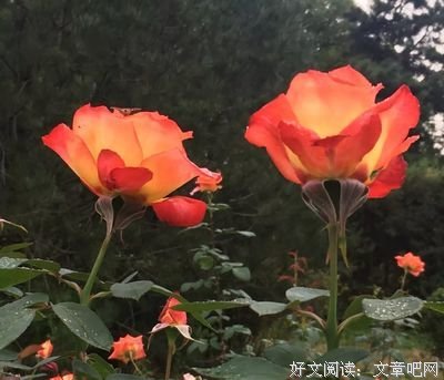 《给仰望者的天文朝圣之旅》读后感锦集