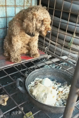 丧家犬廖先生的翻身仗