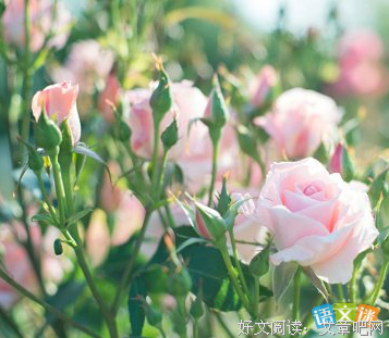 《邂逅》的句子