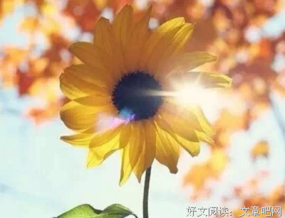 生命，就像那挂在树梢上的叶子