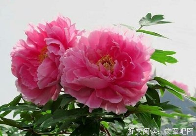 我的安经典的句子