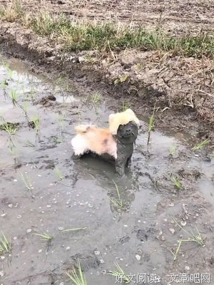 荣耀要是到年君莫能却经典的句子
