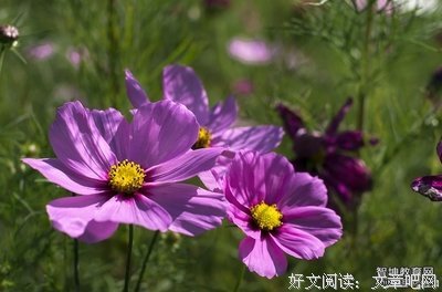 关于短句的优美句子