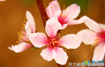 关于十里桃花的优美句子