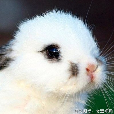 美句，美词，美诗。