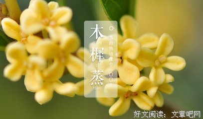 木犀的名言