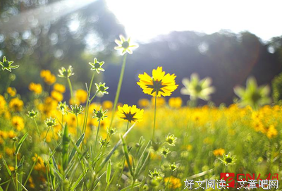 关于美的优美句子