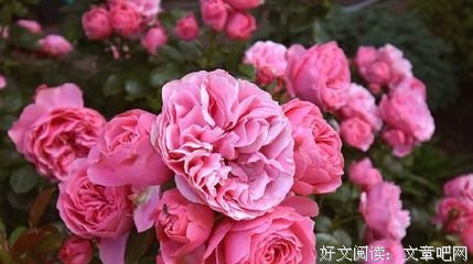 戴领经典句子
