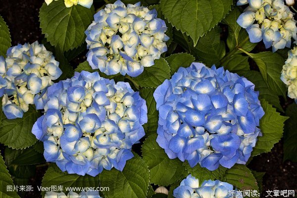 苹果花下的少年