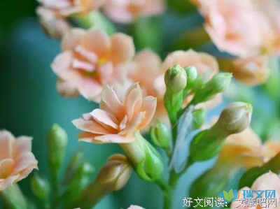晨曦优美的句子
