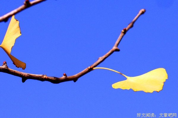秋殇句子大全