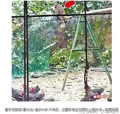 最经典的《虐杀器官》经典语句大全