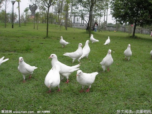 《寂寞鸽子》的读后感大全