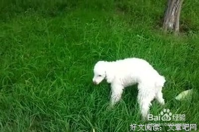 【厌食症探究】之一：“如果没有物质交换，我就自由了”|| 渡过