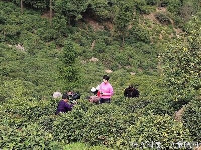 《岚》的句子