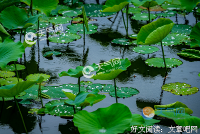 关于截然不同的语句