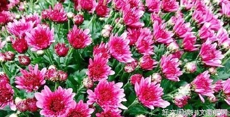 细碎中聆听生命的感悟的优美句子