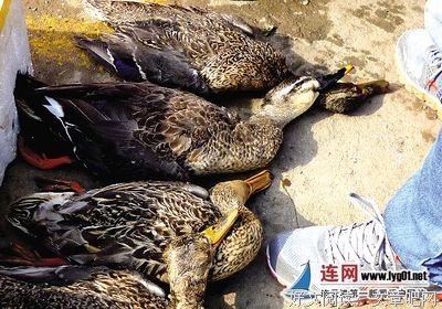 秦时明生里经典名句