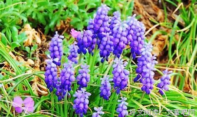 伞哥经典的句子