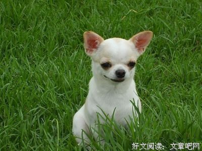 《吉娃娃》观后感摘抄