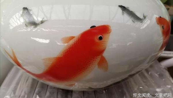 一家鱼的幸福 