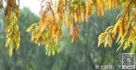 奈真这条之的优美句子
