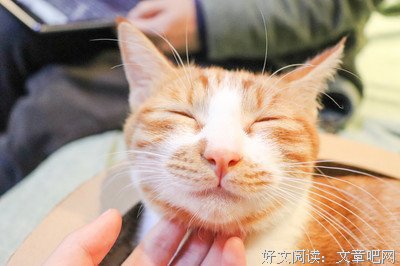 喵，我家的小猫叫“布丁”